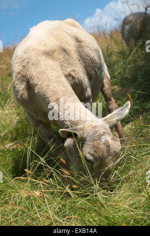 Schaf Schafe weiden auf einem Hügel unter hohe Gräser in Herefordshire UK im Juli vor kurzem geschoren Stockfoto