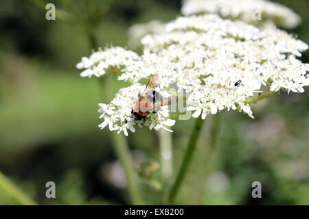 Basingstoke Canal, Deepcut, Surrey, UK. 10. Juli 2015. An einem anderen warmen und sonnigen Tag in Surrey sucht eine Biene Blütenstaub auf die weißen Flowerhead einer Cowparsley Anlage, neben dem Basingstoke Kanal in der Nähe von Deepcut. Bildnachweis: Julia Gavin UK/Alamy Live-Nachrichten Stockfoto