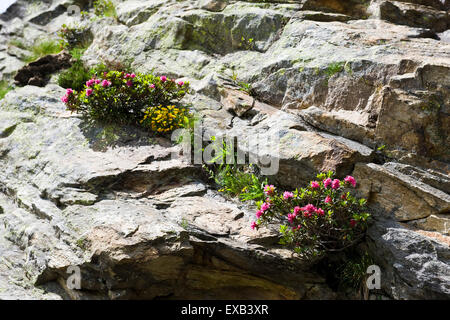 Schweiz, Kanton Tessin, Robiei, rhododendron Stockfoto