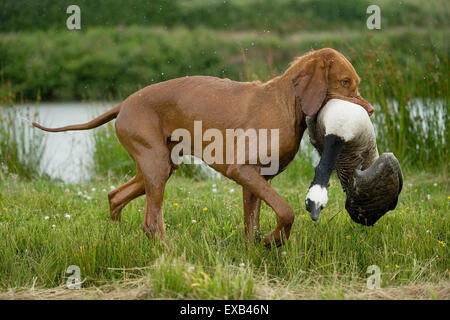 Hungarian wirehaired Vizsla hund Abrufen einer schoß Gans von Wasser Stockfoto