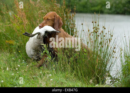 Hungarian wirehaired Vizsla hund Abrufen einer schoß Gans von Wasser Stockfoto