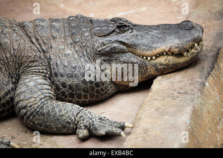 Amerikanischer Alligator (Alligator Mississippiensis) in Usti Nad Labem Zoo in Nordböhmen, Tschechien. Stockfoto