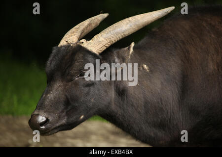 Flachland-Anoas (Bubalus Depressicornis) in Usti Nad Labem Zoo in Nordböhmen, Tschechien. Stockfoto