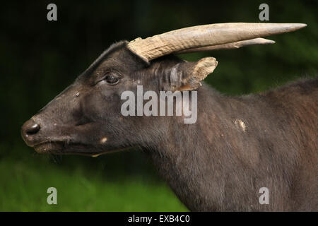 Flachland-Anoas (Bubalus Depressicornis) in Usti Nad Labem Zoo in Nordböhmen, Tschechien. Stockfoto