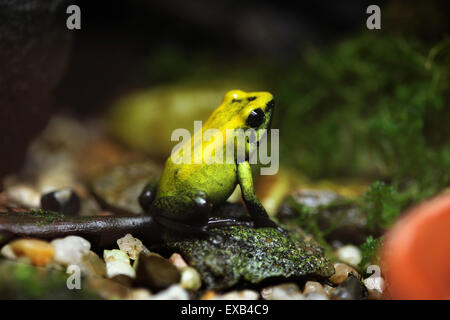 Goldene poison Frog (Phyllobates Terribilis), auch bekannt als der goldene Pfeil Frosch am Zoo Usti Nad Labem, Tschechische Republik. Stockfoto