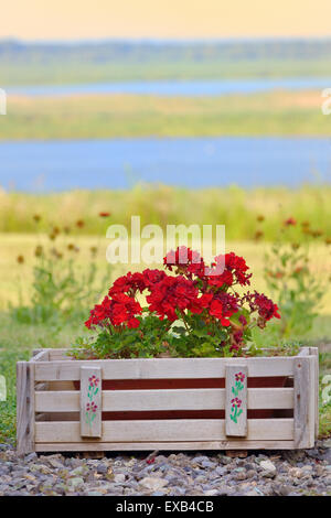 Geranien Blumen bei Sonnenuntergang im Garten Stockfoto