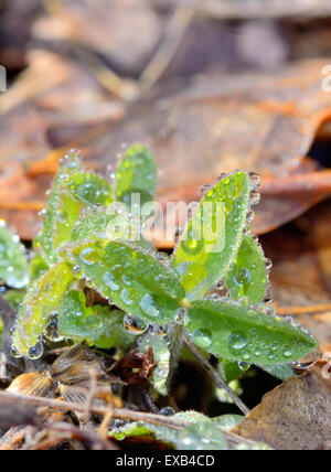 Rasen mit Tautropfen hautnah Stockfoto