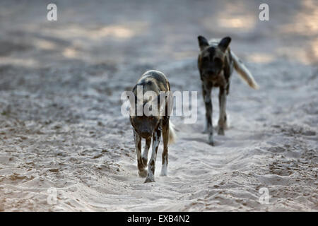 Zwei wilde Hunde, South Luangwa Nationalpark in Sambia Sambia, ausgeführt in einem Flussbett. Stockfoto