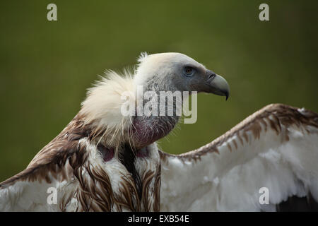 Himalaya-Geier (abgeschottet Himalayensis), auch bekannt als der Himalaya Gänsegeier in Usti Nad Labem Zoo, Nord-Böhmen, Tschechische Republik. Stockfoto