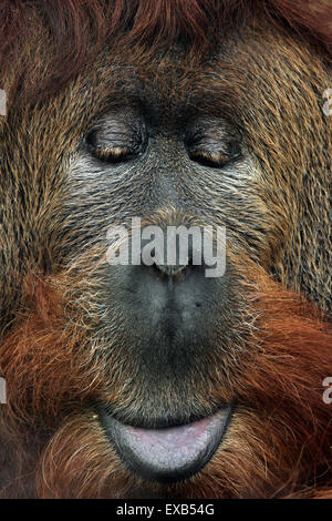 Hybrid aus der Sumatra-Orang-Utan (Pongo Abelii) und Bornean Orang-Utans (Pongo Pygmaeus) in Usti Nad Labem Zoo zu überqueren. Stockfoto