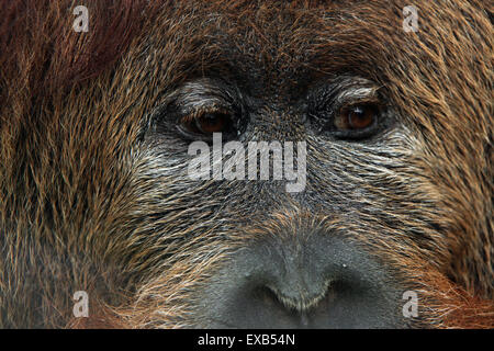 Hybrid aus der Sumatra-Orang-Utan (Pongo Abelii) und Bornean Orang-Utans (Pongo Pygmaeus) in Usti Nad Labem Zoo zu überqueren. Stockfoto