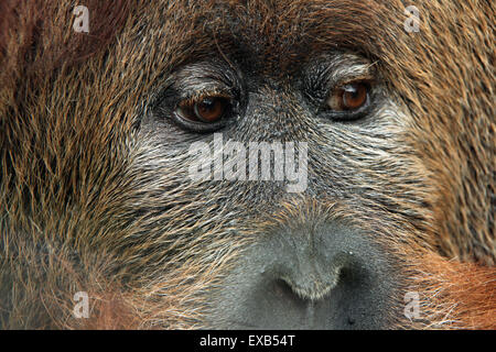 Hybrid aus der Sumatra-Orang-Utan (Pongo Abelii) und Bornean Orang-Utans (Pongo Pygmaeus) in Usti Nad Labem Zoo zu überqueren. Stockfoto