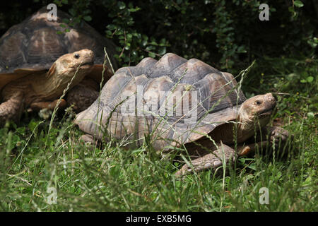 Spornschildkröte (Centrochelys Sulcata), auch bekannt als die Sulcata Schildkröte am Zoo Usti Nad Labem, Tschechische Republik. Stockfoto