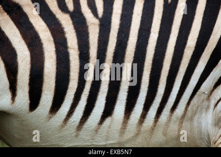 Hartmann Bergzebra (Equus Zebra Hartmannae) Haut Textur. Tierwelt Tier. Stockfoto