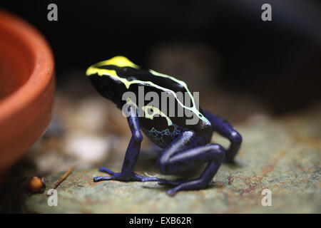 Färben Dart Frog (Dendrobates Tinctorius), auch bekannt als das Färben vergiften Frosch am Zoo Usti Nad Labem, Tschechische Republik. Stockfoto