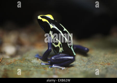 Färben Dart Frog (Dendrobates Tinctorius), auch bekannt als das Färben vergiften Frosch am Zoo Usti Nad Labem, Tschechische Republik. Stockfoto