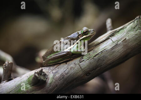 Amerikanischen grünen Laubfrosch (Hyla Cinerea) im Zoo von Usti Nad Labem in Nordböhmen, Tschechien. Stockfoto