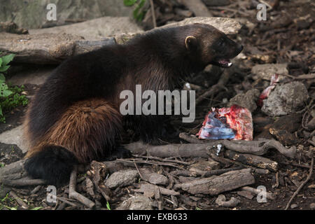 Vielfraß (Gulo Gulo), auch bekannt als der Vielfraß in Usti Nad Labem Zoo in Nordböhmen, Tschechien. Stockfoto