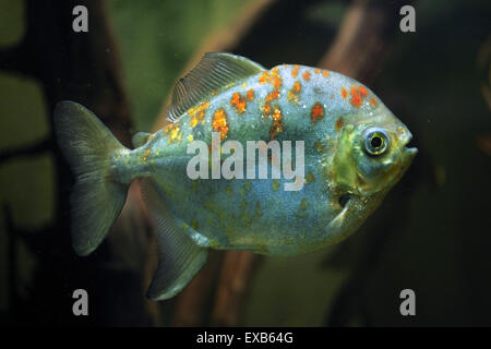 Redhook Myleus (Myloplus Rubripinnis), auch bekannt als die Redhook Silber Dollar am Zoo Usti Nad Labem, Tschechische Republik. Stockfoto