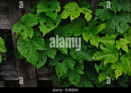 die Hopfen Blätter gegessen von Raupen in der Nähe von einem alten Zaun Stockfoto