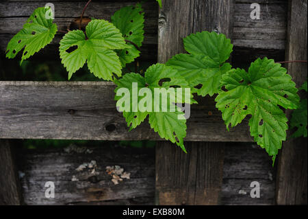 die Hopfen Blätter gegessen von Raupen in der Nähe von einem alten Zaun Stockfoto