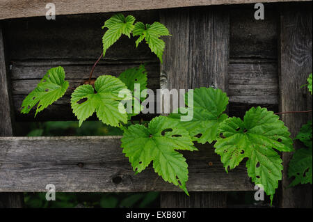 die Hopfen Blätter gegessen von Raupen in der Nähe von einem alten Zaun Stockfoto