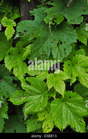 die Hopfen Blätter gegessen von Raupen in der Nähe von einem alten Zaun Stockfoto