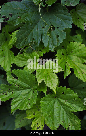 die Hopfen Blätter gegessen von Raupen in der Nähe von einem alten Zaun Stockfoto