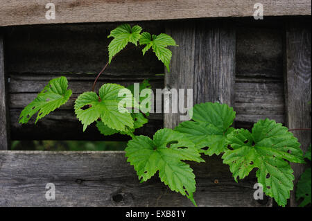 die Hopfen Blätter gegessen von Raupen in der Nähe von einem alten Zaun Stockfoto