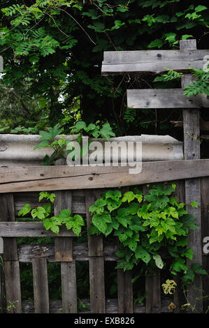 die Hopfen Blätter gegessen von Raupen in der Nähe von einem alten Zaun Stockfoto