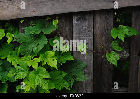 die Hopfen Blätter gegessen von Raupen in der Nähe von einem alten Zaun Stockfoto