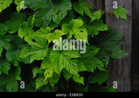 die Hopfen Blätter gegessen von Raupen in der Nähe von einem alten Zaun Stockfoto