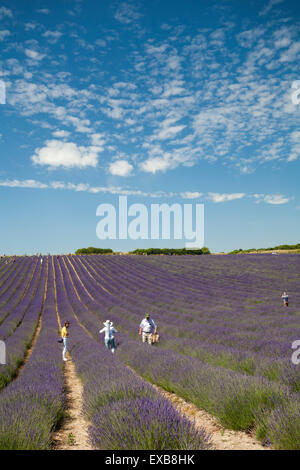 Lordington Lavender Farm, Lordington, Chichester, West Sussex, Großbritannien. Juli 2015. Besucher genießen den Lavendel an einem Tag der offenen Tür in der Lordington Lavender Farm an einem schönen Tag mit warmem, sonnigem Wetter. Menschen, die durch Reihen von Lavendel gehen. Quelle: Carolyn Jenkins/Alamy Live News Stockfoto