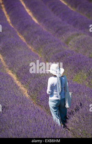 Lordington Lavender Farm, Lordington, Chichester, West Sussex, Großbritannien. Juli 2015. Besucher genießen den Lavendel an einem Tag der offenen Tür in der Lordington Lavender Farm an einem schönen Tag mit warmem, sonnigem Wetter. Frau, die durch Lavendelreihen geht. Quelle: Carolyn Jenkins/Alamy Live News Stockfoto