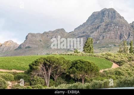 Blick auf Weinberge in der Nähe von Stellenbosch in der Provinz Westkap in Südafrika. Die Helderberg-Berg ist im Hintergrund Stockfoto