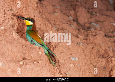 Europäische Biene-Esser auf seinem nest Stockfoto