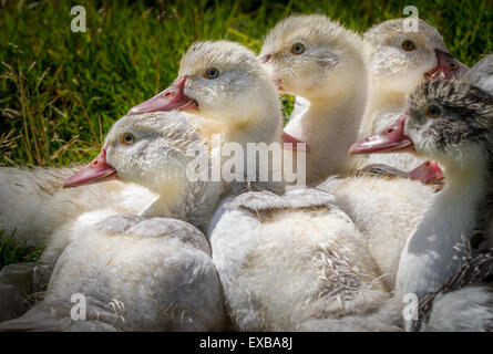 Barbary oder Muscovy Entenküken zusammengedrängt Stockfoto