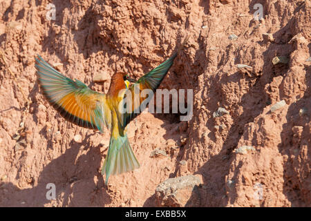 Europäische Biene-Esser Ankunft zu seinem nest Stockfoto