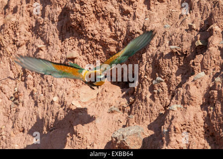 Europäische Biene-Esser verlassen ihr nest Stockfoto