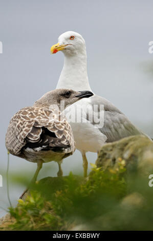 Vertikale Porträt des gelben legged Möve, Larus Cachinnans Michahellis, jung mit einem Erwachsenen in den Hintergrund, vor dem Meer. Stockfoto