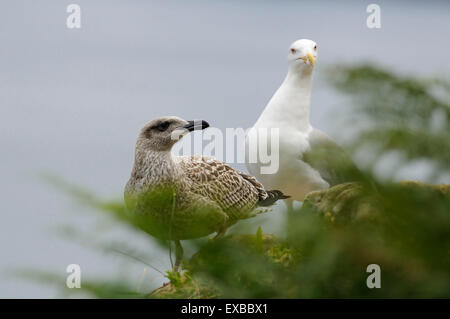 Horizontale Porträt des gelben legged Möve, Larus Cachinnans Michahellis, jung mit einem Erwachsenen in den Hintergrund, vor dem Meer. Stockfoto