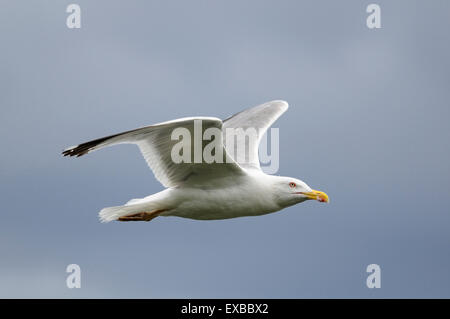 Horizontale Porträt des gelben legged Möve, Larus Cachinnans Michahellis, Erwachsener gegen See fliegen. Stockfoto