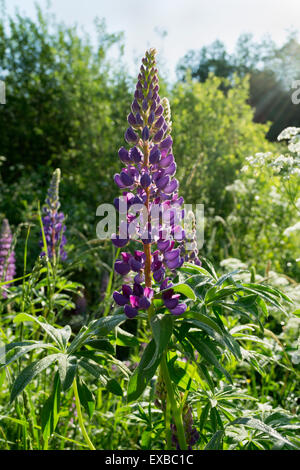 Morgentau auf lila lupine Stockfoto