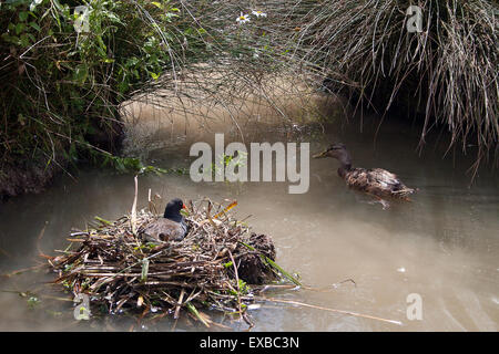 Federwild nisten an Feuchtgebiete Wildfowl Trust Mallard Ente Anas Platyrhynchos Arundel, West Sussex. UK Stockfoto