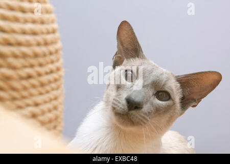 Lilac Point Siamkatze vom Kratzbaum Stockfoto