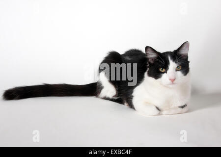 schwarzen & weiße Kätzchen Stockfoto