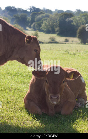 zwei Kälber im Bereich Hurstpierpoint, Sussex Stockfoto