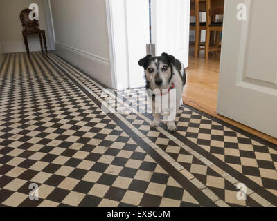 Ältere Jack Russell Terrier Hund stehend auf gefliesten Boden Stockfoto