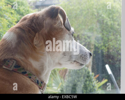 Jack Russell Terrier Hund Blick aus Fenster Stockfoto