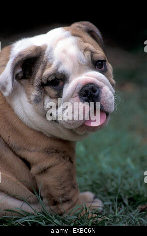 Britische Bulldogge Welpen Stockfoto